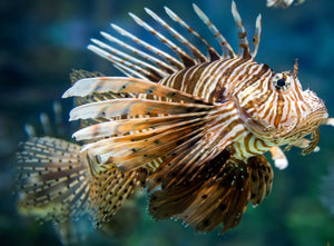 Florida Saltwater Recreational Fishing Regulations