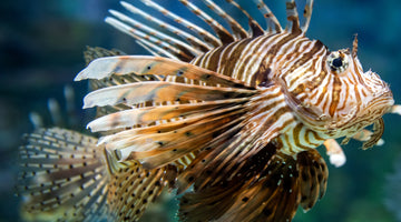 Florida Saltwater Recreational Fishing Regulations