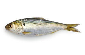 Best Saltwater Live Baits