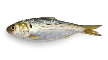 Best Saltwater Live Baits