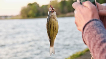 What Bait Should I Choose and How Do I Use It?