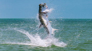 Where are the Top Tarpon Fishing Spots in FL?