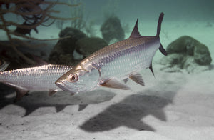 Spring Tarpon Run in the Gulf of Mexico