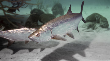 Spring Tarpon Run in the Gulf of Mexico