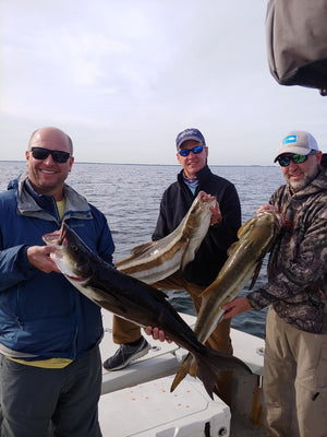 Saltwater Fishing for Cobia in Tampa Bay