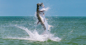 Where are the Top Tarpon Fishing Spots in FL?
