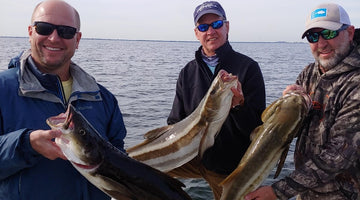 Saltwater Fishing for Cobia in Tampa Bay